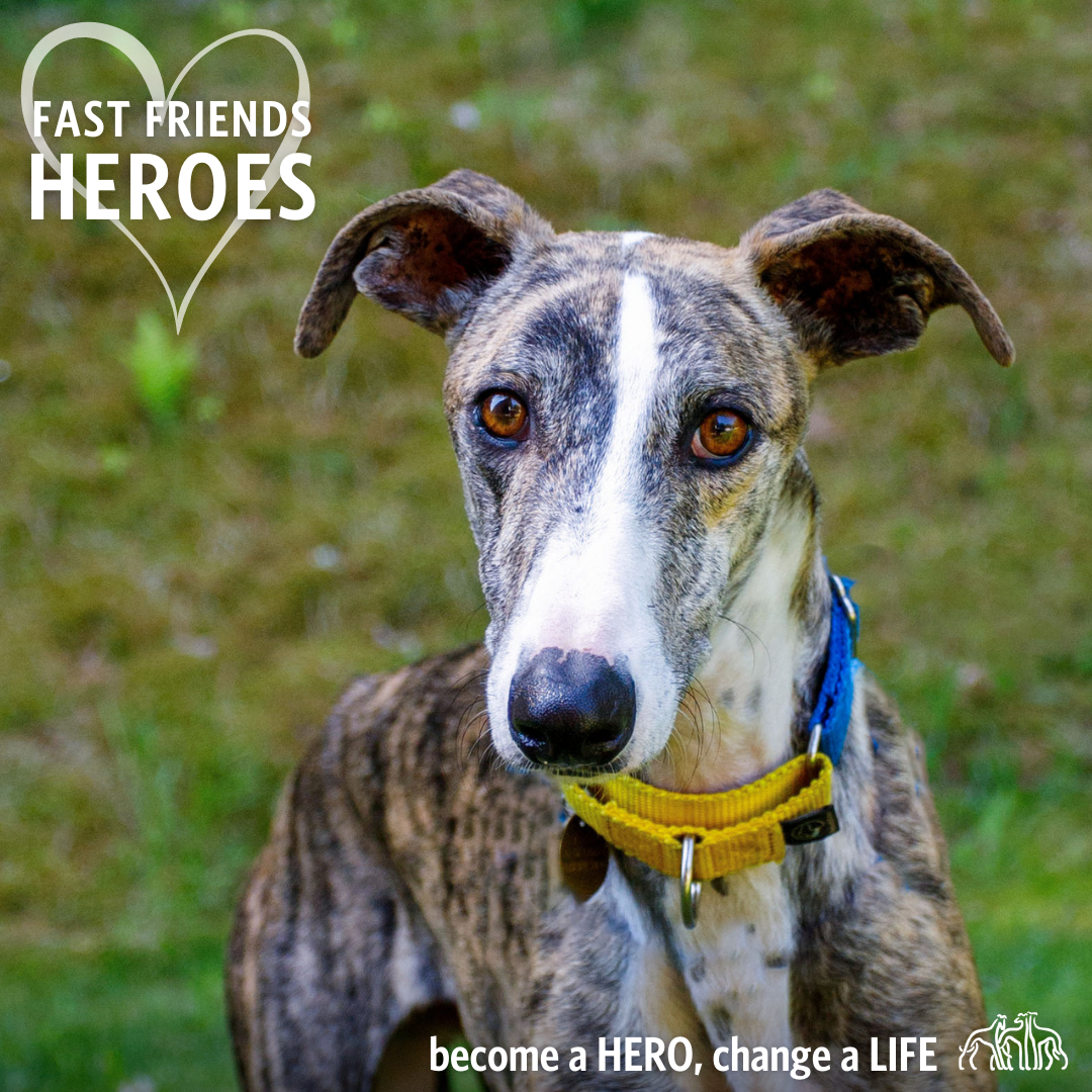 Become a Hero and change a dog's life with your monthly gift